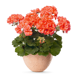 Artificial Flowers