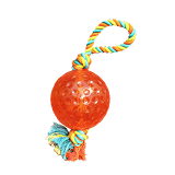 Pet Accessories & Toys
