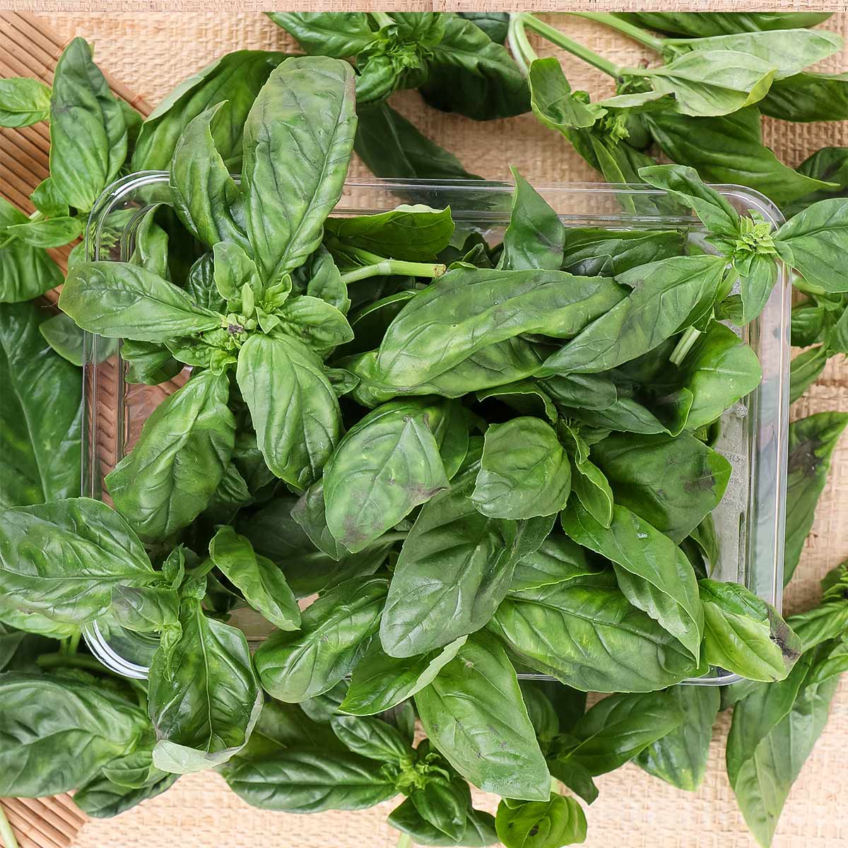 Basil Plants 100g