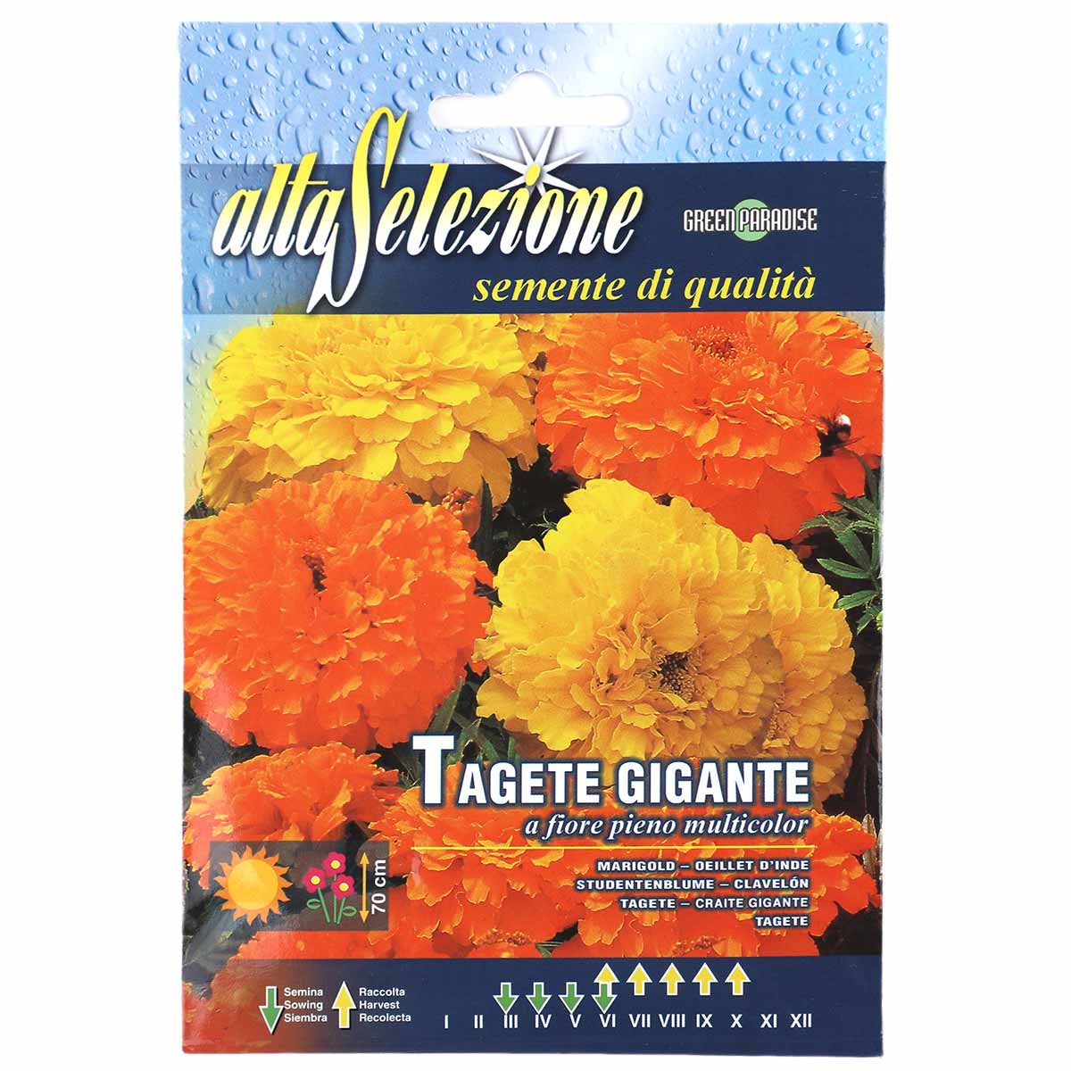 Alta Selezione Tagete Gigante A Fiore Pieno Multicolor Marigold
