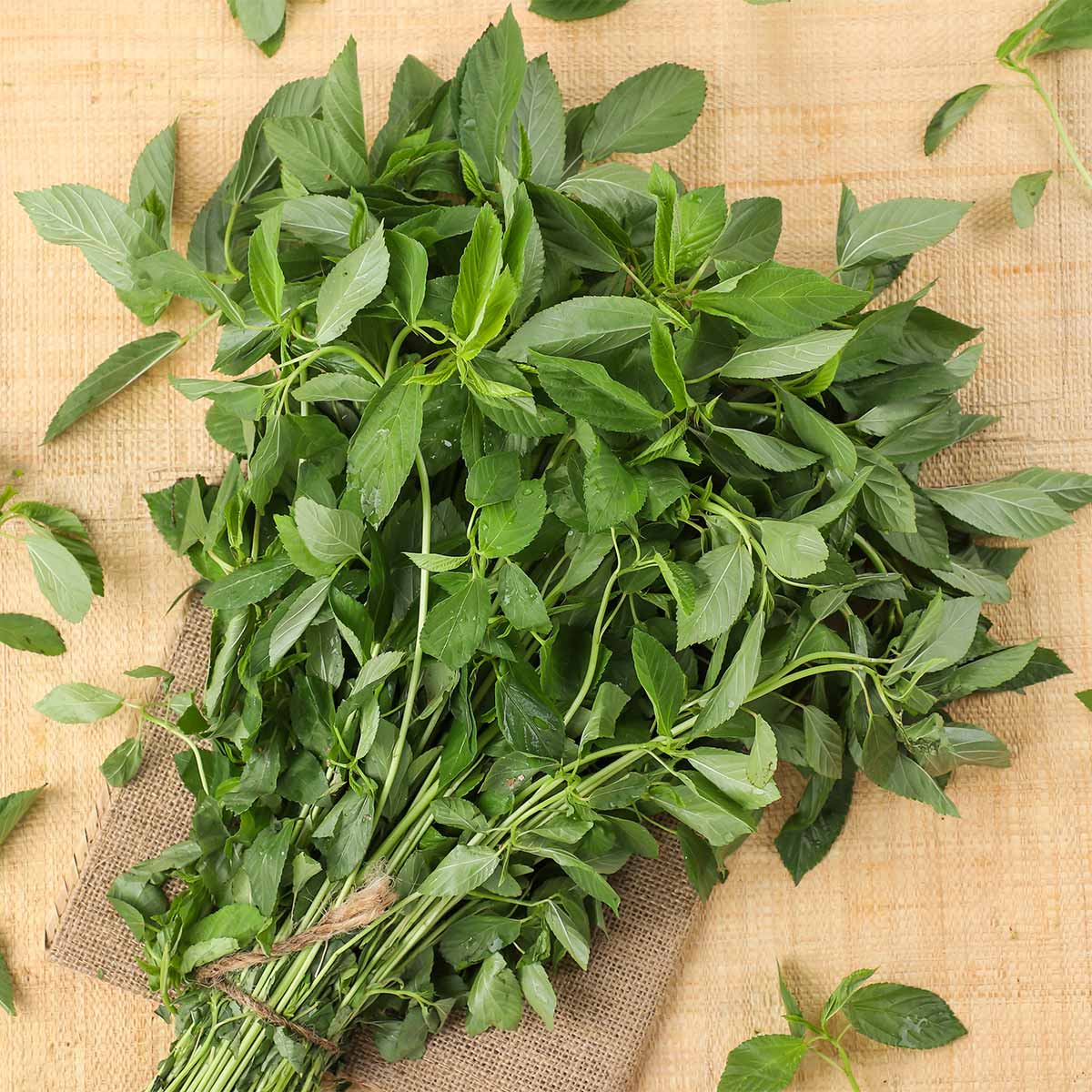 Molukiya 500g | Fruits & Vegetables | Fresh Herbs | Leafy Green Herbs Molukiya 500g | Fruits & Vegetables | Fresh Herbs | Leafy Green Herbs