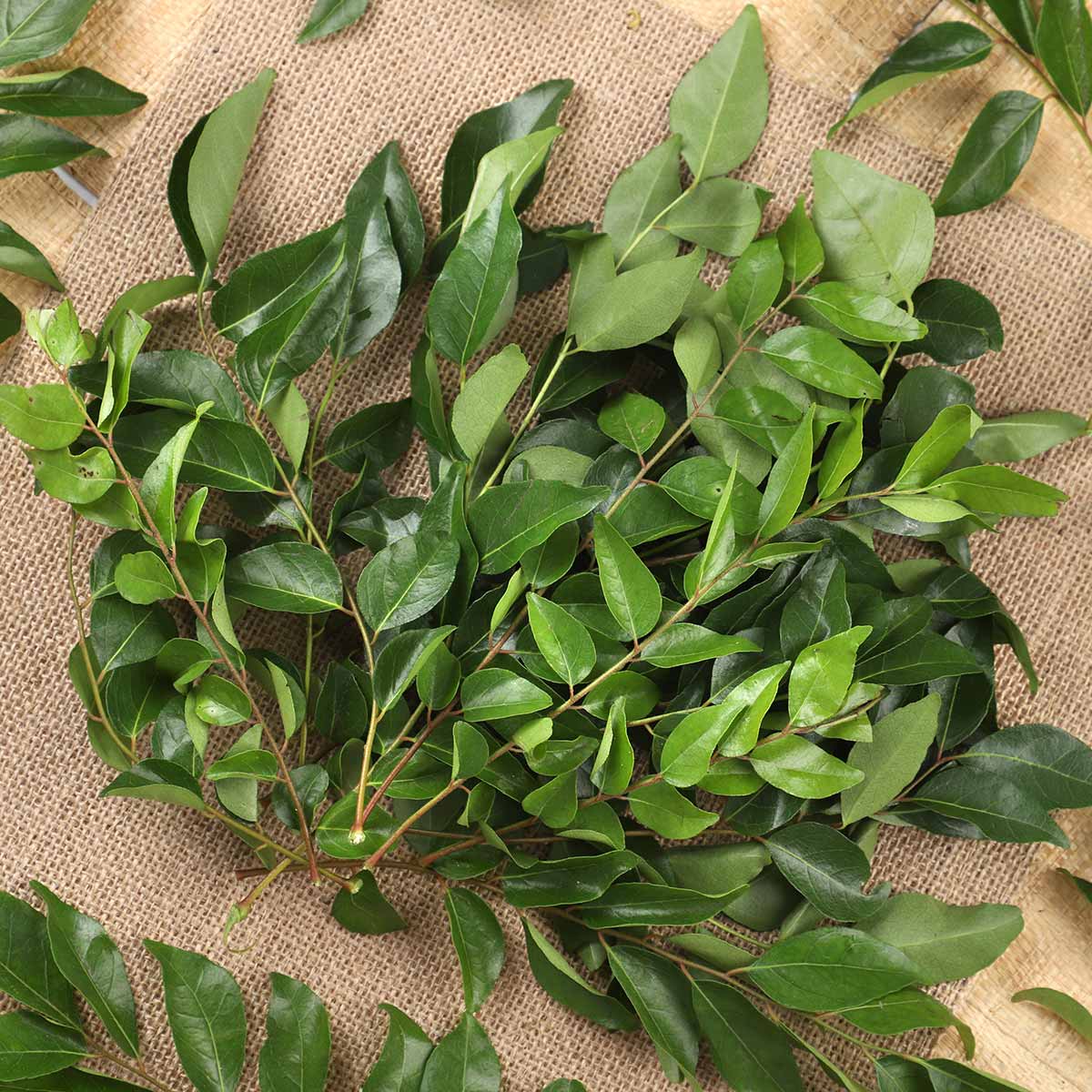 Curry Leaves 500g