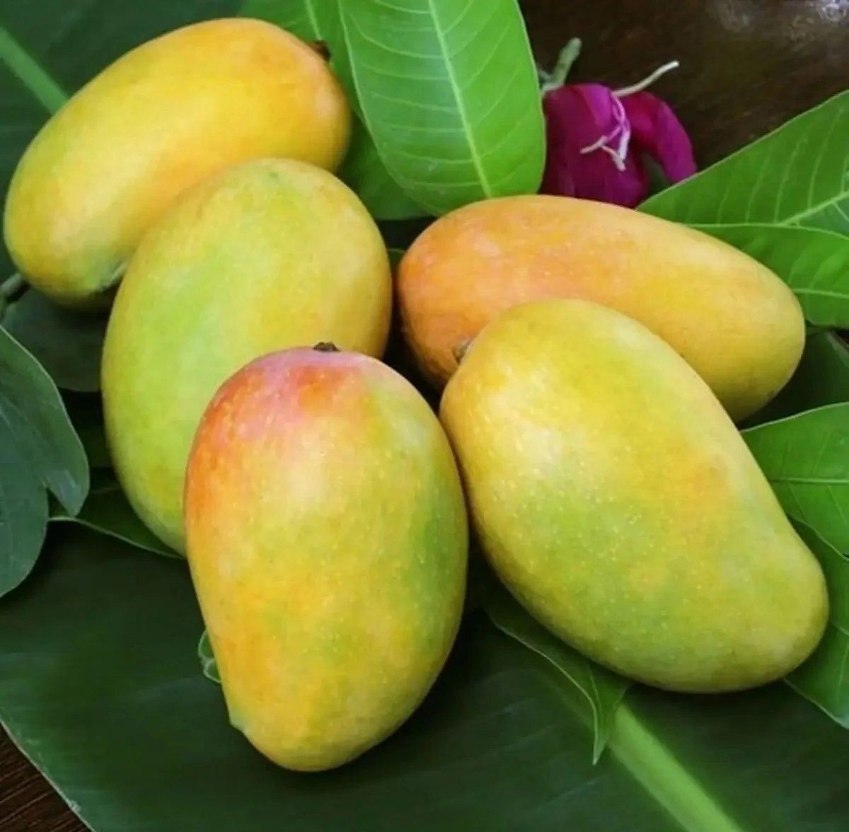 Mango 1Kg