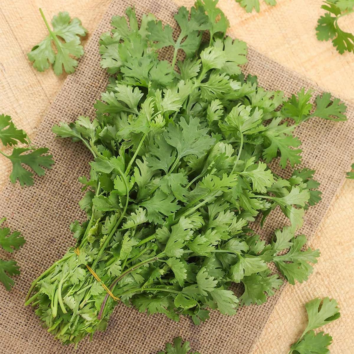 Coriander Pack
