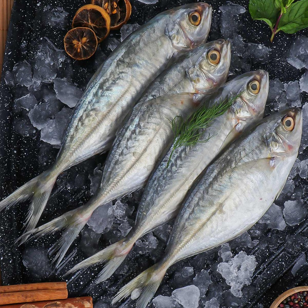 TT Para Fish 500g