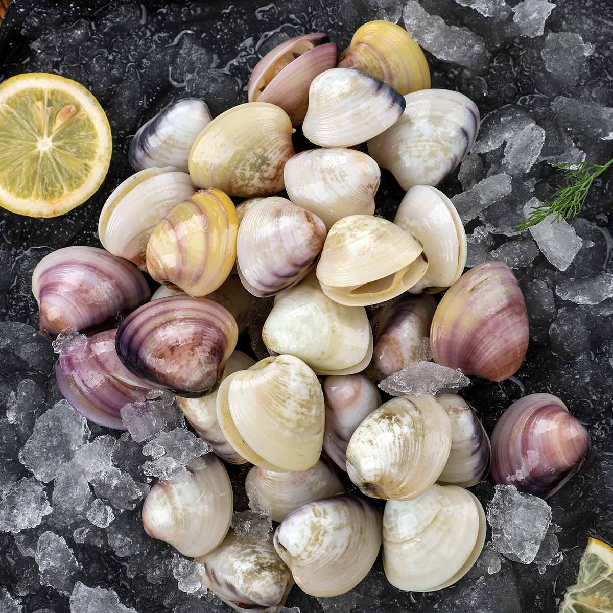 Clam Meat With Shell 500g